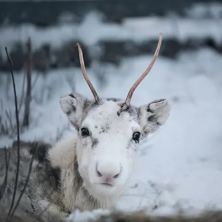 Aito, Iso-syoete * Syöte